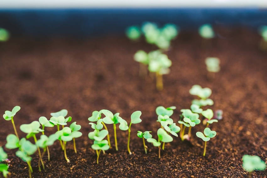 Kale Sprouting